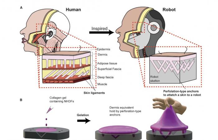 Kultivierte Haut, das Geheimnis, um Robotern ein Gesicht zu verleihen, das menschliche Gesichtsausdrücke nachbilden kann