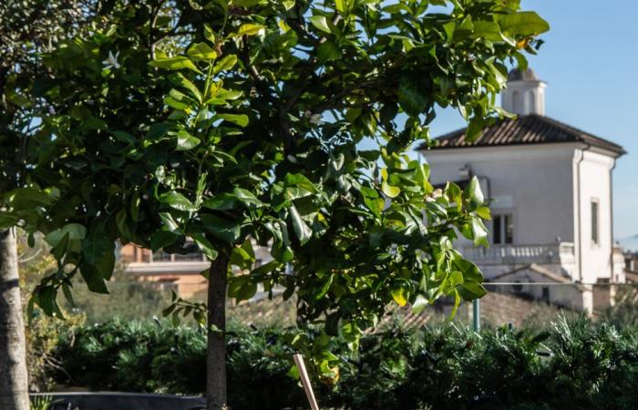 9 Terrassen, auf denen Sie in Rom einen Aperitif trinken können