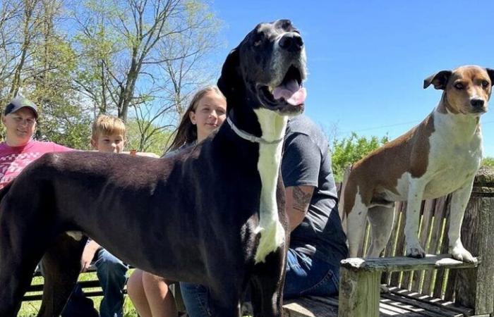 Abschied von Kevin, dem größten Hund der Welt: ein absurder Tod