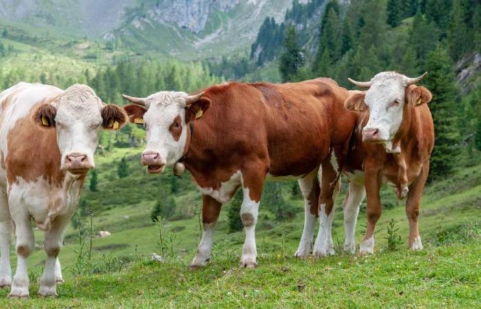 Steuer auf Kühe und Schweine, das dänische Experiment zur Reduzierung von Treibhausgasen