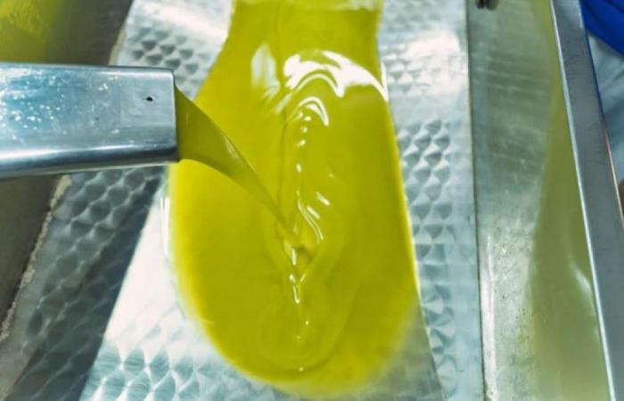 Risiken und Chancen auf dem Olivenölmarkt: Handel und Konsum