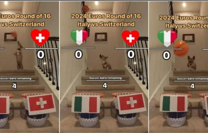Der Wahrsagerhund sagt voraus, wie Italien-Schweiz enden wird: „Er liegt nie falsch“