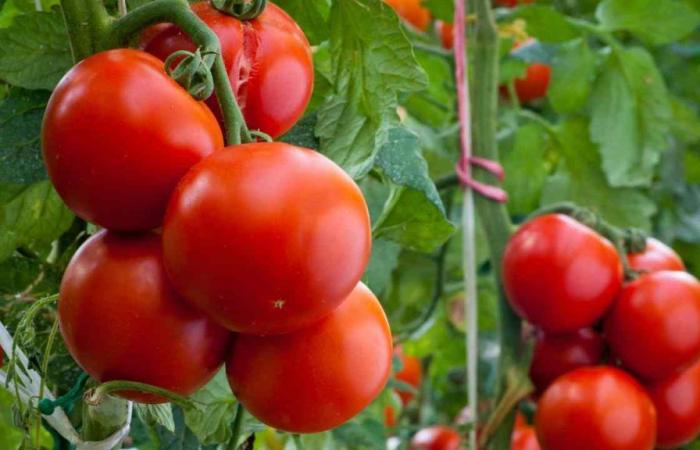 Tomaten, nichts als gesunde Lebensmittel: Wer sie so isst, riskiert, sehr krank zu werden | Seien Sie besser vorsichtig