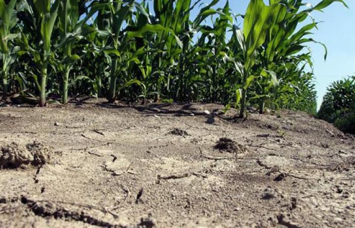 Dürre, Pd Kalabrien: „Ein nationaler Notstand wird ausgerufen“