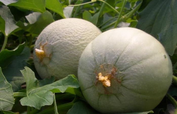 Confagricoltura Veneto: Melonen, geringe Produktion und geringer Verbrauch in Venetien