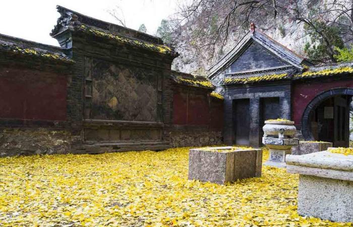 In China scheint der tausend Jahre alte Ginkgobaum goldene Tränen zu weinen – SiViaggia