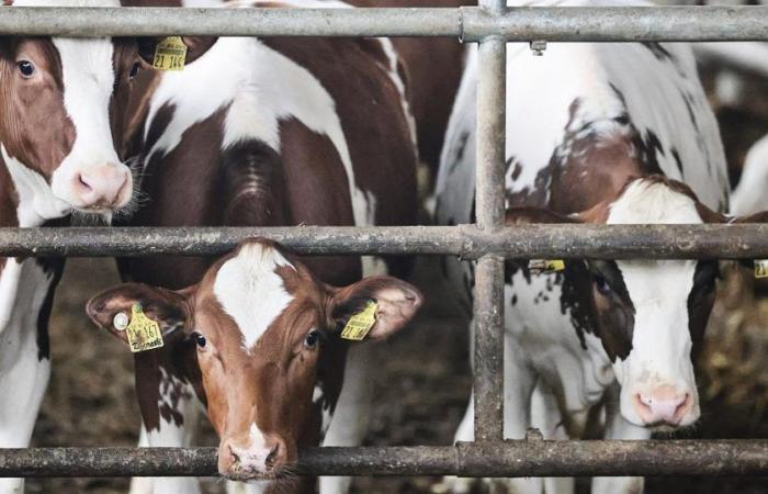 Dänemark: Steuer für Landwirte auf Blähungen bei Nutztieren zur Emissionsbekämpfung: bis zu einhundert Euro pro Tonne CO2