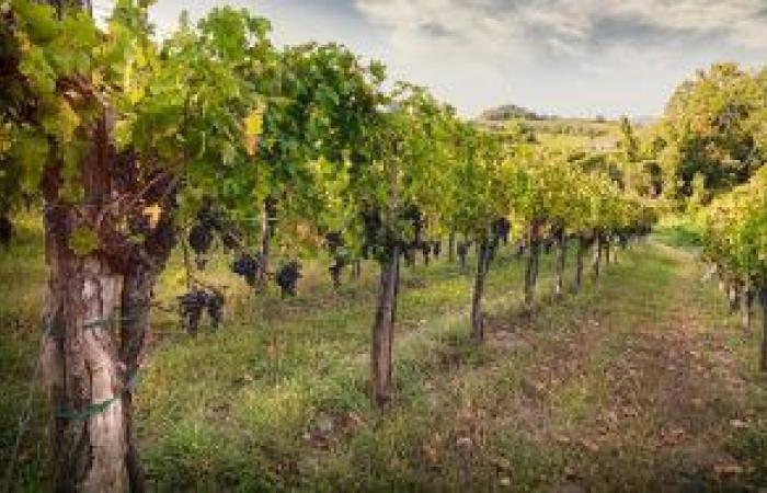 welche Finanzlösungen für Weingüter. Ausführliches Treffen am Montag in Premariacco – Friulisera