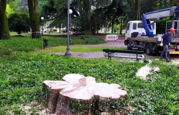 Epidemie von Farbkrebs, drei weitere Platanen wurden in Modena entfernt