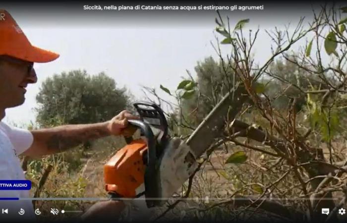 Dürre, Bauern in Sizilien gezwungen, Zitruspflanzen zu schneiden: „Es gibt nicht Wasser für alle, also werden einige überleben“