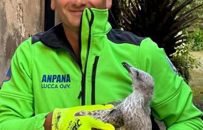 Anpana, die Erholung von Junghennen und kleinen Wildtieren nahm zu