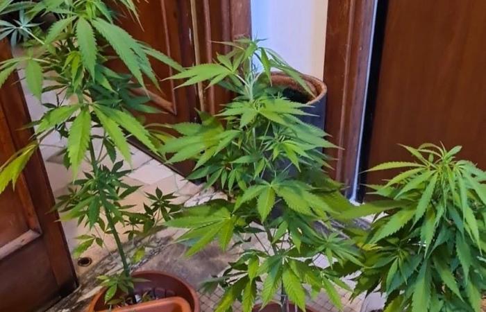 Terni, Marihuanapflanzen im Haus der Mutter und der Tante: Beschwerde für 2 Cousins