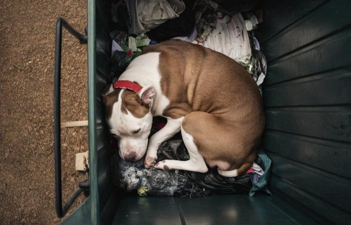 Er schlägt und wirft die Hündin in einen Müllcontainer in Rom, der Pitbull war schwanger. Obdachlose gemeldet