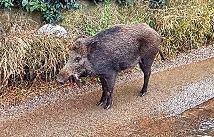 Proteste in Savona wegen der Tötung von 11 Wildschweinen, davon 6 am Strand und 5 in Letimbro