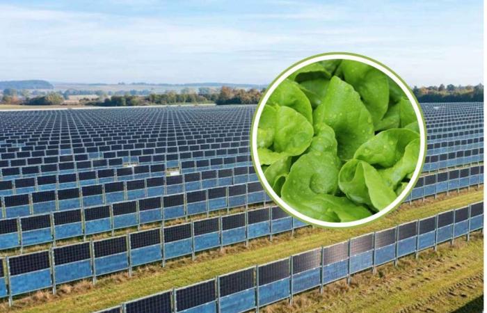 Agrar-PV: Dies sind die Gemüse- und Nutzpflanzen, die laut Wissenschaftlern am besten unter vertikalen Solarmodulen gedeihen
