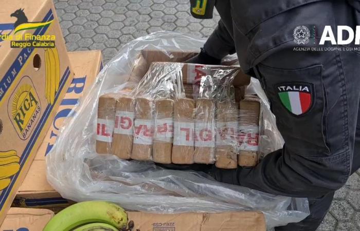 ‘Ndrangheta und Drogenhandel, das Geld „in Turin und Mailand“ und die Taucher, um das Kokain in Gioia Tauro zu bergen