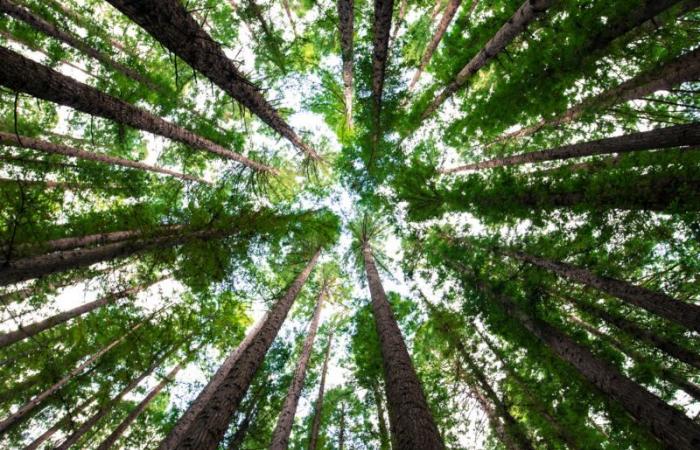 Anpassung an den Klimawandel, 293 Bäume gepflanzt seit Jahresbeginn
