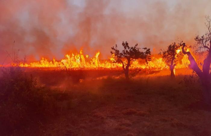 Brandstiftung im Naturschutzgebiet Le Cesine, begünstigt durch die Klimakrise