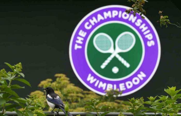Wimbledon, offizieller Abschied und plötzliches Drama: Die Nachricht schockiert die Fans