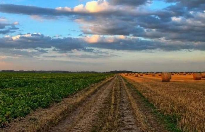 Agrar- und Ernährungswirtschaft: Produktionsrückgänge in der Emilia Romagna, Exporte laufen gut