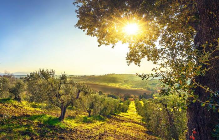 Öl. Die Toskana bittet die Regierung um einen nationalen Plan für den Olivenanbau, der in den Baumschulen beginnt