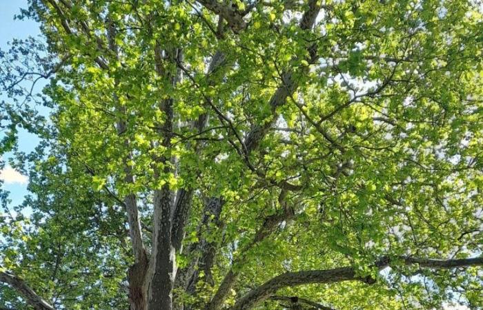 Aufgrund der Klimakrise hat die Gemeinde Trient 293 Bäume gepflanzt, um die globale Erwärmung einzudämmen