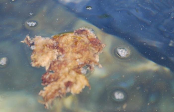 Giftige Algen kehren nach Bari zurück: Rote Markierung in den Gewässern von San Giorgio
