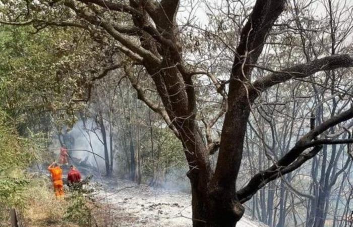 Feuer zerstört mediterranes Buschwerk in Salemi, der Bürgermeister „Lasst uns das Territorium verteidigen“ – BlogSicilia