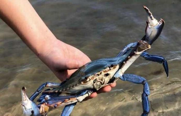 Im Sommer ohne Muscheln, Muscheln und Austern ist Venetien die Region, die am meisten von blauen Krabben geschädigt wird