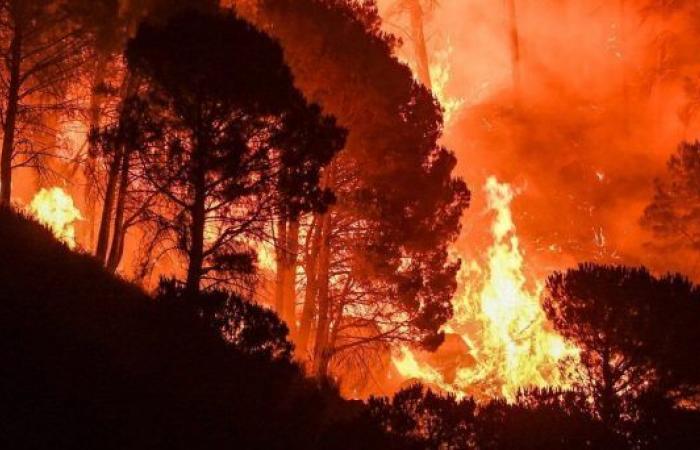 Im Jahr 2023 waren in Kalabrien und Sizilien 83 % der Fläche von Bränden betroffen