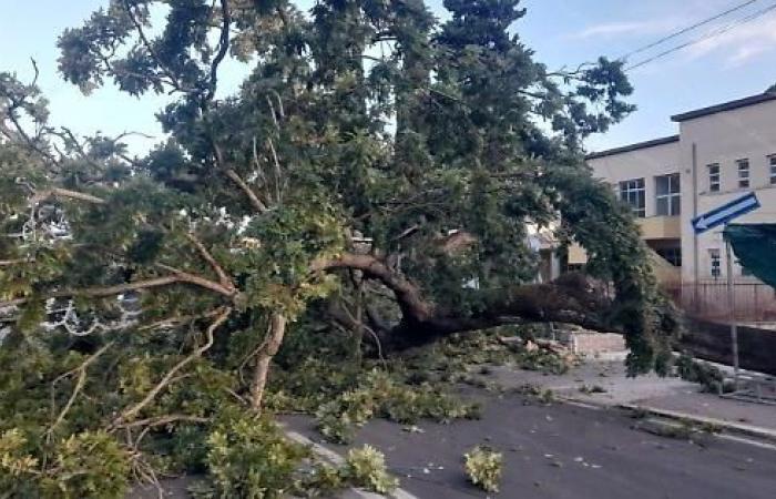 Dringend: Baum stürzt mitten im Zentrum von Borgo Sabotino