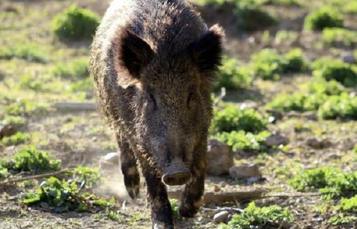 Keine Wildschweine mehr, tausende Bauern unter dem Hochhaus der Region