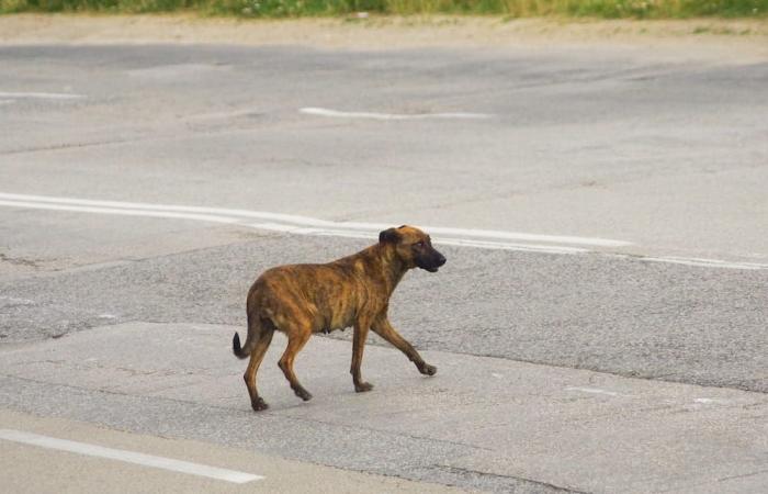 „In Monte Sant’Angelo werden streunende Hunde zu einem sehr ernsten Sicherheitsproblem“