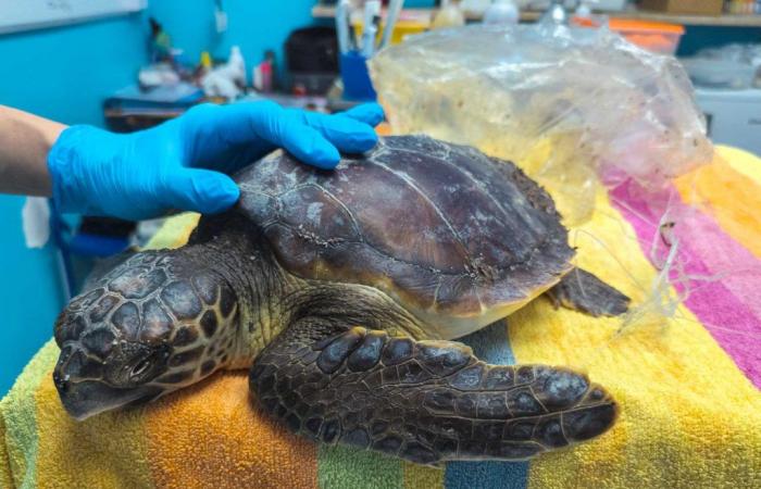 Caretta Caretta-Schildkröte in Condofuri gerettet