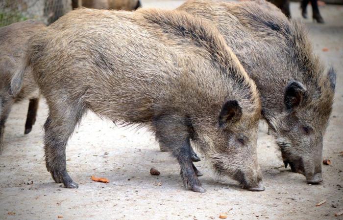 In Turin protestieren piemontesische Bauern gegen den Wildschweinnotstand