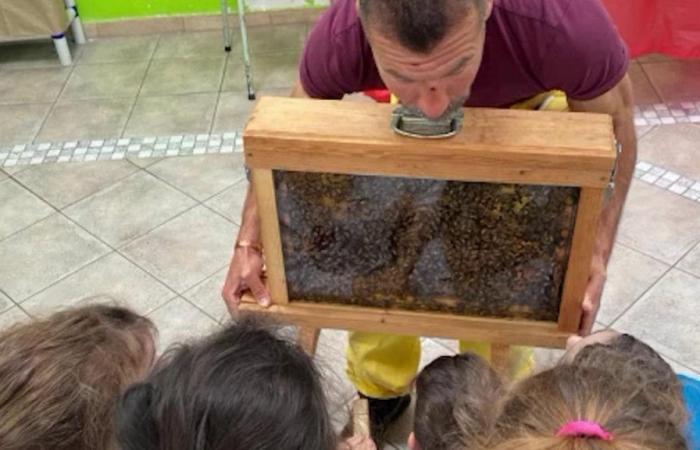 Aldo, der Imker, der Bienenstöcke in die Schulen von Bari bringt: „So vermittle ich die Werte der Zusammenarbeit und des Fleißes“