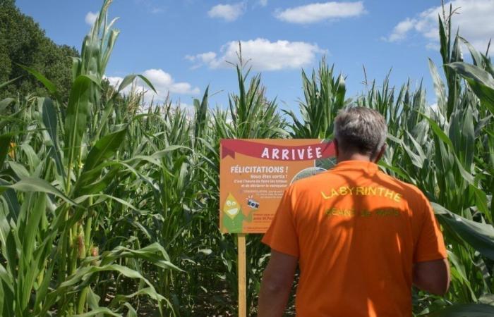 Zwei riesige Maislabyrinthe öffnen für den Sommer in der Nähe von Lille ihre Türen: Hier finden Sie sie