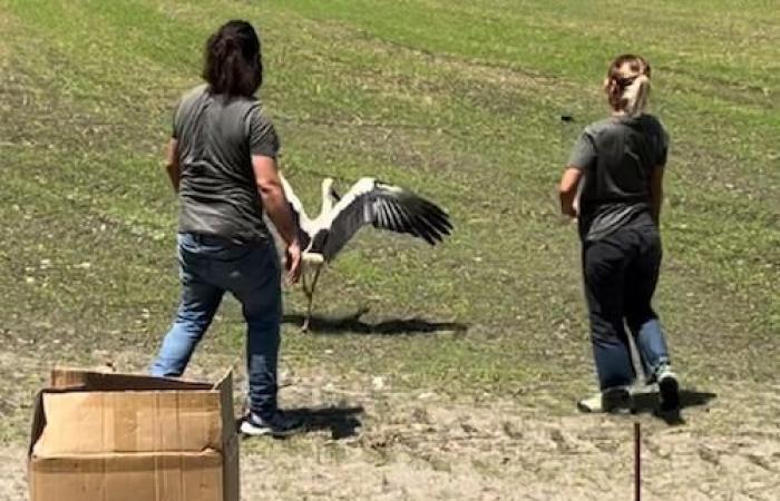 Durch einen Schuss verletzter Storch wird in Magenta behandelt und im Tessiner Park freigelassen