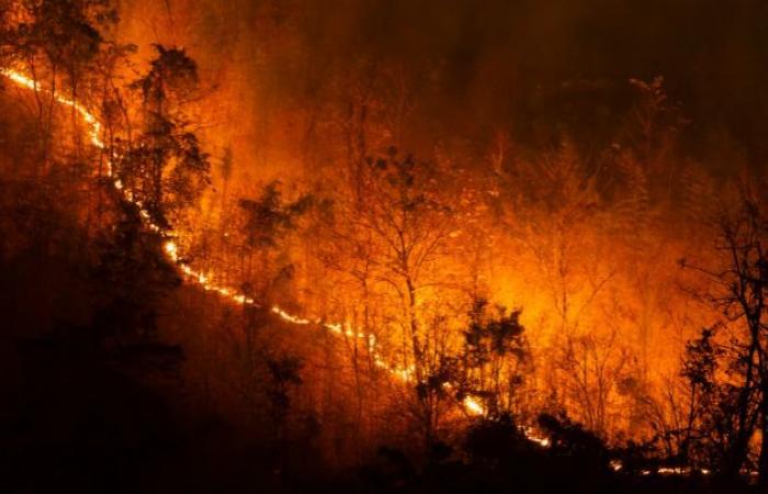 Klimakrise: Waldbrände haben sich in den letzten 10 Jahren verzehnfacht