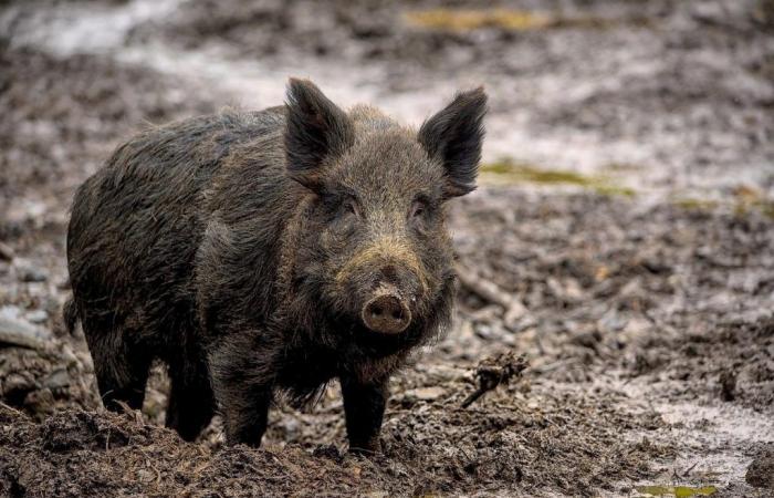Wildschweine „spazierengehen“ in Ancona, Coldiretti Marche: Eingriffe, die nicht länger aufgeschoben werden können – Nachrichten Ancona-Osimo – CentroPagina