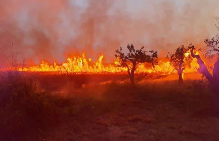 Le Cesine: Feuer wahrscheinlich böswilligen Ursprungs, viele Hektar Naturschutzgebiet in Flammen – Senza Colonne News