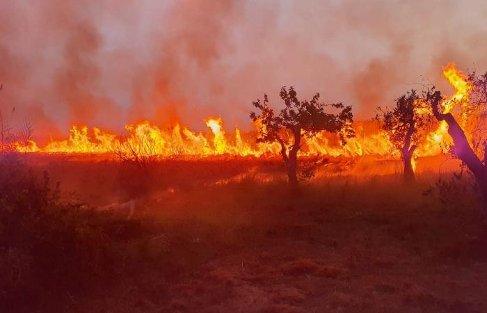 Ein Brandanschlag ereignete sich im WWF-Naturschutzgebiet Le Cesine in Lecce