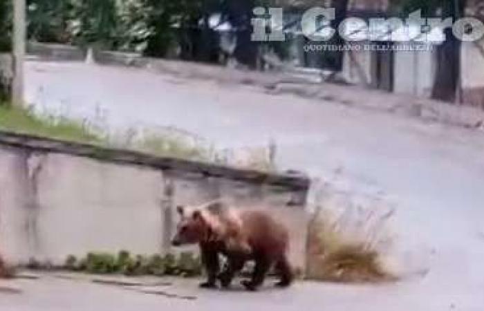 Der Bär geht zwischen den Häusern der Straße hindurch und klatscht in die Hände. / VIDEO – L’Aquila