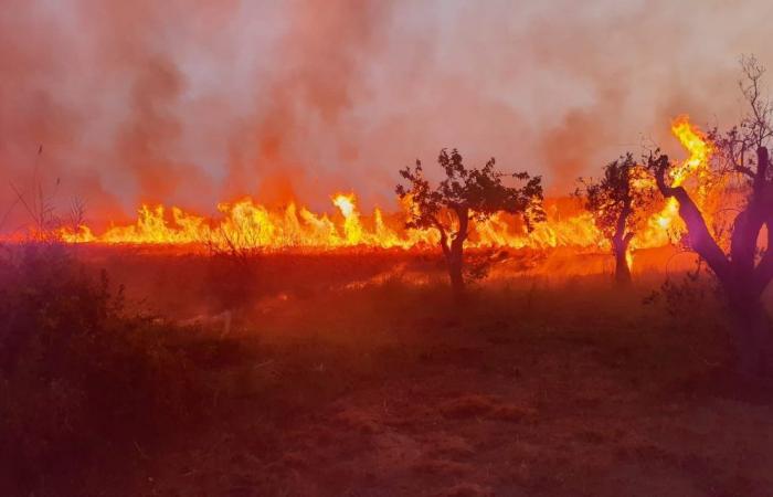 Ein Brandanschlag ereignete sich im WWF-Naturschutzgebiet Le Cesine in Lecce
