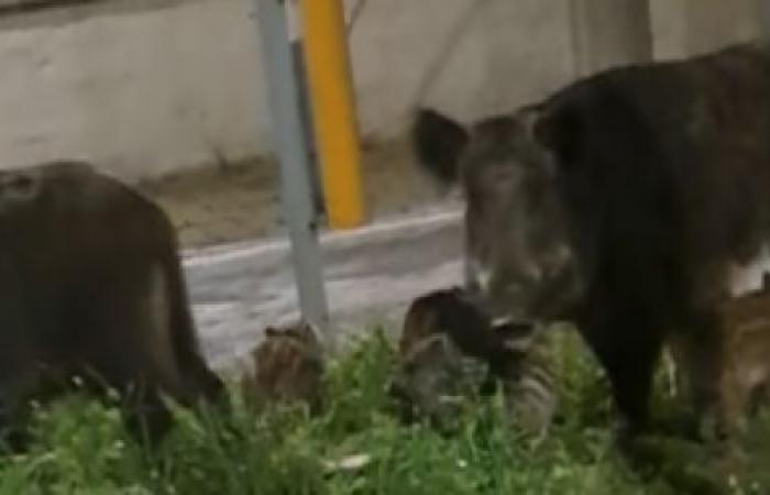 Tierschützer protestieren gegen gefangene Wildschweine in der Gegend von Tarantino