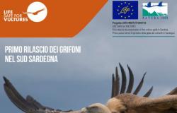 LIFE Safe for Vultures, eine Reportage und eine öffentliche Versammlung, um über die Freilassung der ersten Gänsegeier in Südsardinien zu sprechen