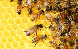 Slow Food Ravenna: „Eine kleine – große Neuigkeit: zwei Blumenbeete für Bienen in der Stadt!“