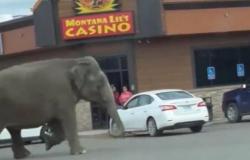 Montana, Elefant entkommt aus Zirkus: Verkehr auf den Straßen von Butte blockiert