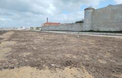 Marsala, das Seegras, das sich im Bereich der Sanierungsarbeiten an der Strandpromenade von Florio ausbreitet