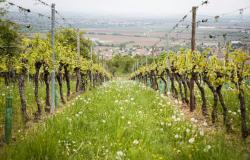 Landwirtschaft, Emilia-Romagna: Unterstützung der DOC-IGP-Weinproduktion. 13 Millionen Beitrag zur Entwurzelung und Neubepflanzung von Weinbergen